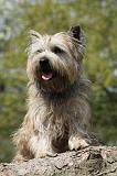 CAIRN TERRIER 352